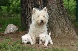 WESTIE 479